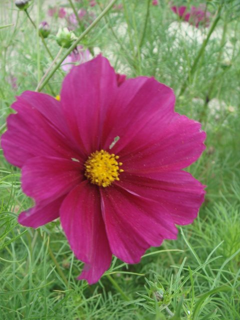 Cosmos bipinnatus 'Sensation carmin' fleur